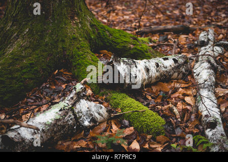 Scènes d'automne au cours d'une randonnée pédestre à Hunter Mountain dans l'État de New York. Banque D'Images
