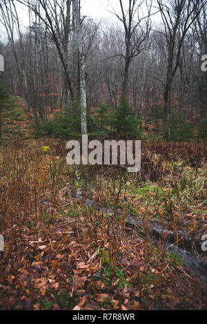 Scènes d'automne au cours d'une randonnée pédestre à Hunter Mountain dans l'État de New York. Banque D'Images