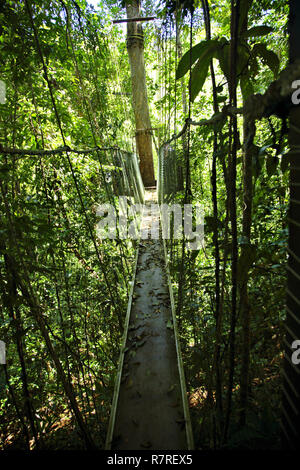 Pont suspendu à l'Ecoparque de Una, la Forêt Tropicale Atlantique, Mata Atlântica, Bahia, Brésil, Amérique du Sud Banque D'Images