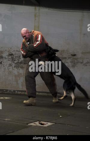 Mer de Chine orientale (4 avril 2017) Le Sgt. Le major William Pinkerton, de Marion, N.Y., participe à un chien de travail militaire (MWD) démonstration avec Sjonnie MWD dans le pont du coffre de transport amphibie USS le dock Green Bay (LPD 20). Green Bay, partie du Bonhomme Richard, avec groupe expéditionnaire lancé 31e Marine Expeditionary Unit, est sur une patrouille de routine, opérant dans la région du Pacifique-Indo-Asia pour améliorer l'état de préparation et la posture de combat de l'avant en tant que force de réaction-prêt pour tout type d'imprévus. Banque D'Images