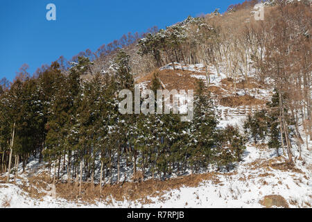 Forêt d'hiver au Japon Banque D'Images