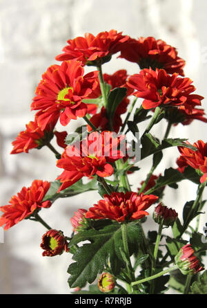 Belle couleur rouge rouille brillant chrysanthème, à l'extérieur, de plus en plus éclairée par le soleil du soir, contre un mur blanc arrière-plan. Banque D'Images