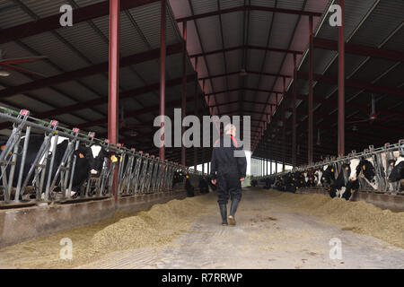 Exploitant agricole travaillant dans la ferme de la vache Banque D'Images