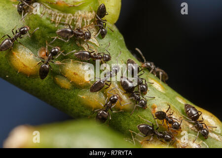 Fourmis Technomyrmex tendant les cochenilles sur un pommier, Albany, dans l'ouest de l'Australie Banque D'Images