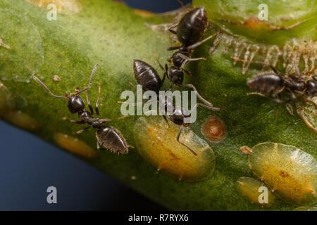 Fourmis Technomyrmex tendant les cochenilles sur un pommier, Albany, dans l'ouest de l'Australie Banque D'Images