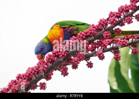 Rainbow lorikeet australienne colorés se nourrissant de parapluie rouge planter des fleurs et des fruits Banque D'Images