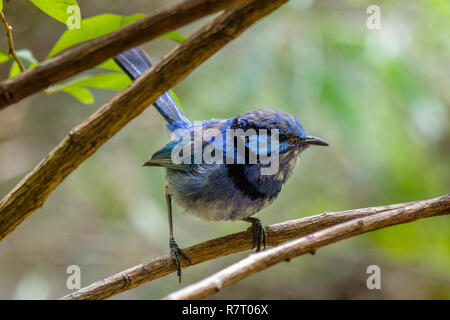 Scruffy mais beau mâle splendide fairy wren en Australie occidentale Banque D'Images