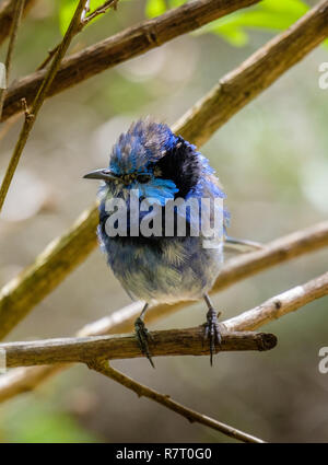 Scruffy mais beau mâle splendide fairy wren en Australie occidentale Banque D'Images