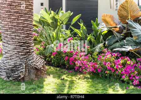 Rose fleurs de bougainvilliers en Floride, Miami ou les clés de l'aménagement paysager des plantes vertes doublure paysagers rue trottoir road house porte porte d'entrée Banque D'Images