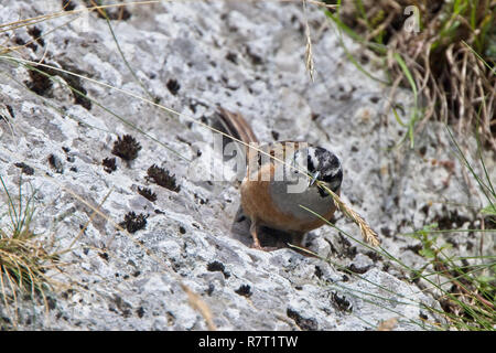 Rock (Emberiza cia), homme de manger l'herbe, Picos de Europa, Asturias, Espagne. Banque D'Images