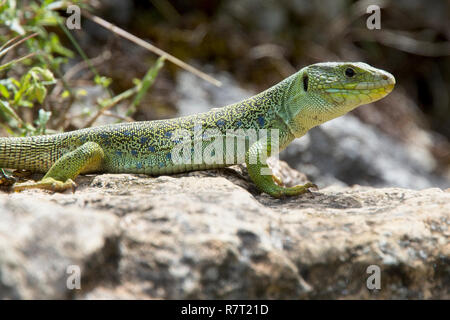 Eyed Lizard (également connu sous le nom de Ocellated Lizard ou Jewelled Lizard, Timon lepidus) Rouge de l'UICN est répertorié comme près de Theatened, Picos de Europa, Asturias, Espagne. Banque D'Images