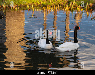 Cygnes à col noir à Slimbridge Wildfowl and Wetlands réserver dans le Gloucestershire, Angleterre, RU Banque D'Images