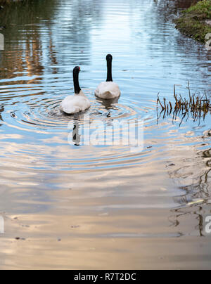 Cygnes à col noir à Slimbridge Wildfowl and Wetlands réserver dans le Gloucestershire, Angleterre, RU Banque D'Images