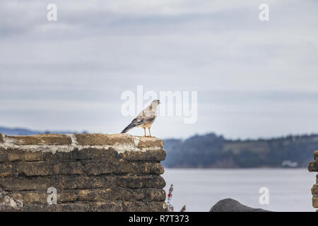 Caracara Chimango oiseau sur batterie de ruines du Fort de San Antonio - Ancud, Ile de Chiloé, Chili Banque D'Images