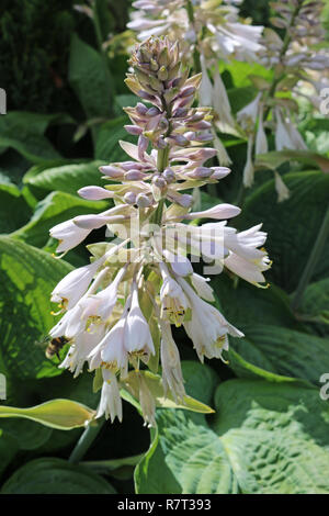 Hosta (Hosta) croissant dans l'ombre partielle avec fleurs et feuilles lilas pâle en arrière-plan. Banque D'Images