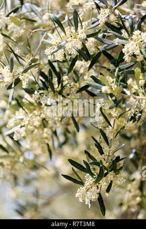France, Bouches du Rhône, le Massif des Alpilles, parc naturel régional des Alpilles, Eygalières, olive arbre en fleur Banque D'Images