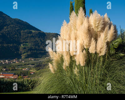 Jardin d'Nutzhof Lagundo, près de Merano, Région du Sud, l'Italie, l'Europe Tyrol-Bolzano Banque D'Images