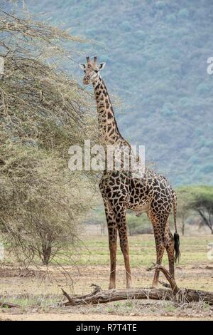 Le lac Magadi, Kenya, Masai Girafe (Giraffa tippelskirchi), homme de manger Banque D'Images