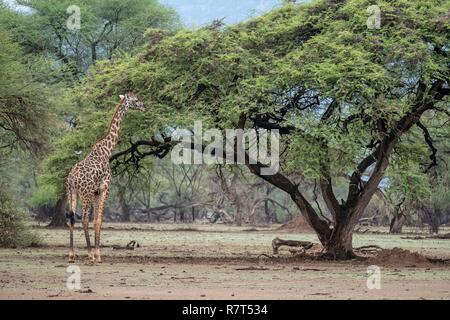 Le lac Magadi, Kenya, Masai Girafe (Giraffa tippelskirchi), homme de manger Banque D'Images