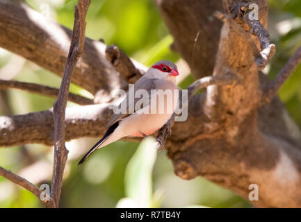 À croupion noir (Waxbill Estrilda troglodytes) Banque D'Images