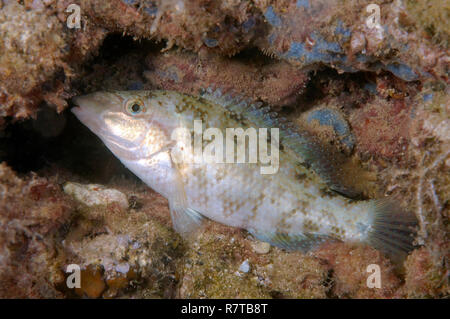 Est de l'Atlantique Peacock Napoléon (Symphodus tinca), de la mer Noire, en Crimée, Ukraine Banque D'Images