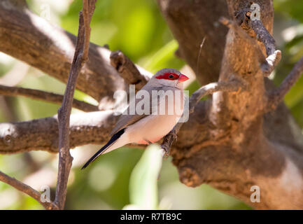 À croupion noir (Waxbill Estrilda troglodytes) Banque D'Images