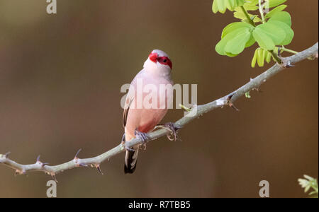 À croupion noir (Waxbill Estrilda troglodytes) Banque D'Images