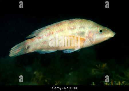 Est de l'Atlantique Peacock Napoléon (Symphodus tinca), de la mer Noire, en Crimée, Ukraine Banque D'Images