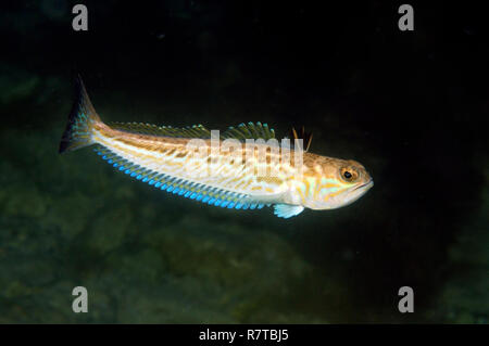 Plus de Weever (Trachinus draco), de la mer Noire, en Crimée, Ukraine Banque D'Images