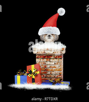 Heureux shitzu santa dog sort de la cheminée. Isolé sur fond noir Banque D'Images