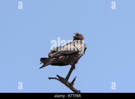 Un aigle sur une branche dans le Parc National de Chobe, au Botswana Banque D'Images