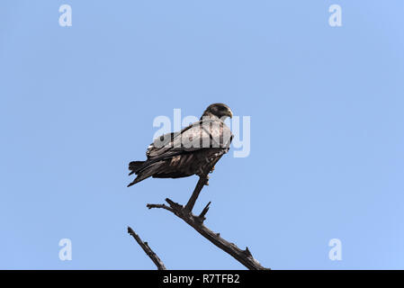 Un aigle sur une branche dans le Parc National de Chobe, au Botswana Banque D'Images