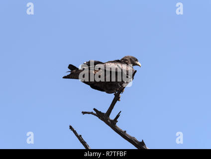 Un aigle sur une branche dans le Parc National de Chobe, au Botswana Banque D'Images