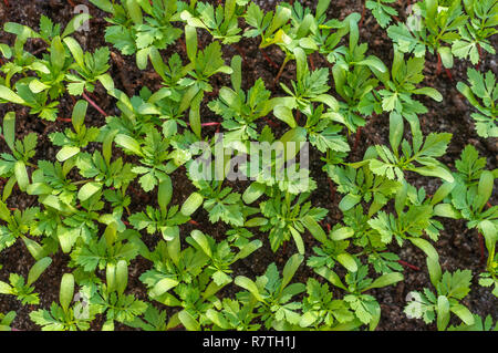 Vue aérienne de jeunes tagete (Tagetes) de plus en plus de plants au printemps. Banque D'Images