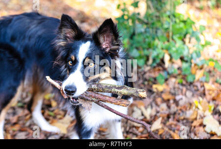 Border Collie chien jouant avec des bâtons en bois Banque D'Images