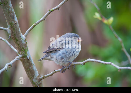 Petit arbre Finch (Camarhynchus parvulus), l'île de Santa Cruz, Îles Galápagos, Équateur Banque D'Images