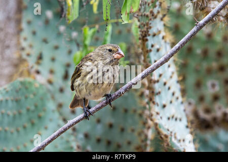 Arbre moyen Finch (Camarhynchus pauper), l'île de Santa Cruz, Îles Galápagos, Équateur Banque D'Images