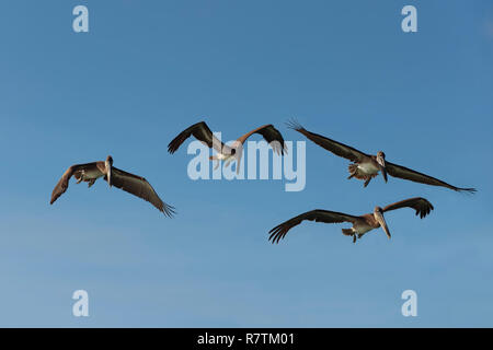Le Pélican brun Galapagos (Pelecanus occidentalis urinator) en vol, l'île de Santa Cruz, Îles Galápagos, Équateur Banque D'Images