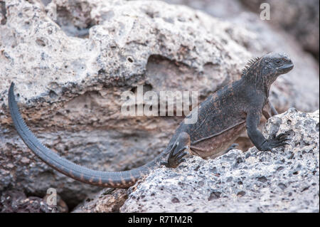 Iguane marin (Amblyrhynchus cristatus hassi), l'île South Plaza, Îles Galápagos, Équateur Banque D'Images