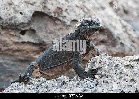 Iguane marin (Amblyrhynchus cristatus hassi), Îles Galápagos, Équateur Banque D'Images