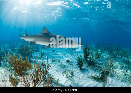 Le requin citron (Negaprion brevirostris) nager sur une lumière, sur les récifs coralliens, Bahama Banks, Bahamas Banque D'Images