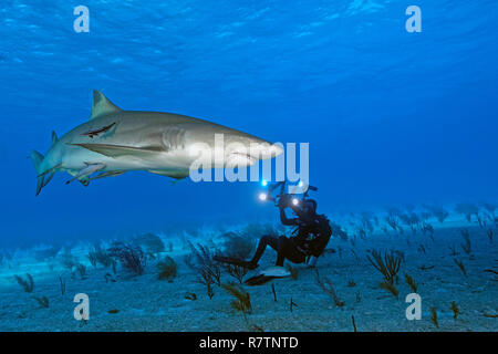 Photographies de scuba diver un requin citron (Negaprion brevirostris) avec Remoras (Echeneidae), Bahama Banks, Bahamas Banque D'Images