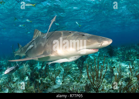 Le requin citron (Negaprion brevirostris) avec Remoras (Echeneidae) nager sur un récif de corail, Bahama Banks, Bahamas Banque D'Images