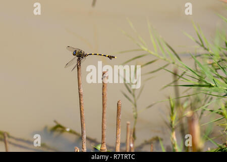 La faune de l'Afrique du Sud : Commun tigertail dragonfly (Ictinogomphus ferox) perchées sur des tiges de bambou Banque D'Images