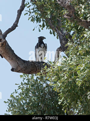 Aigle Martial assis sur une branche dans le Parc National de Chobe, au Botswana Banque D'Images