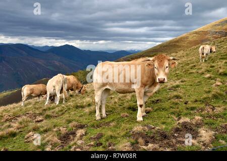 Espagne, Pays Basque, Navarre, Camino de Santiago (Chemin de Saint Jacques) entre Saint Jean Pied de Port et Roncevaux, troupeau de vaches Banque D'Images