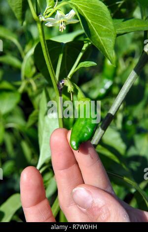 France, Pyrénées Atlantiques, Pays Basque, Espelette, domaine de piments d'Espelette, fleur dont le coeur deviendra le poivron vert et rouge enfin à maturité. Banque D'Images