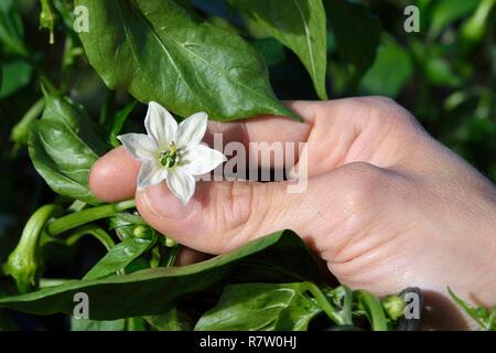 France, Pyrénées Atlantiques, Pays Basque, Espelette, domaine de piments d'Espelette, fleur dont le coeur deviendra le poivre Banque D'Images