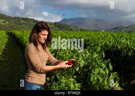 France, Pyrénées Atlantiques, Pays Basque, Espelette, Virginie Curutchet, producteur de piments d'Espelette AOP, dans son domaine de poivrons France, Pyrénées-Atlantiques (64), Pays-Basque, Espelette, champ de piments d'Espelette Banque D'Images