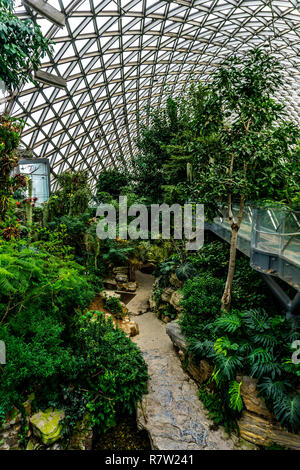 Jardin botanique de Shanghai Chine climat subtropical humide serre Plantes et arbres Banque D'Images